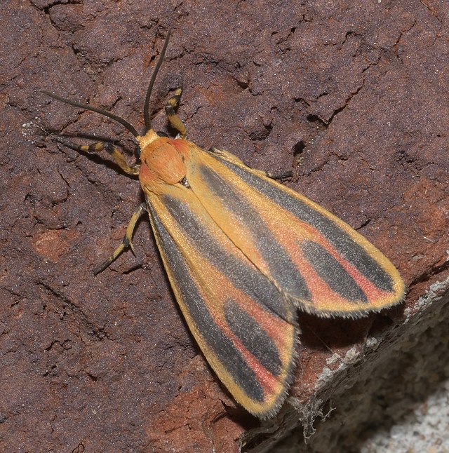 Painted Lichen Moth - Coal Creek Farm